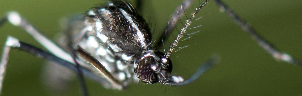 Aedes albopictus © IRD, N. Rahola